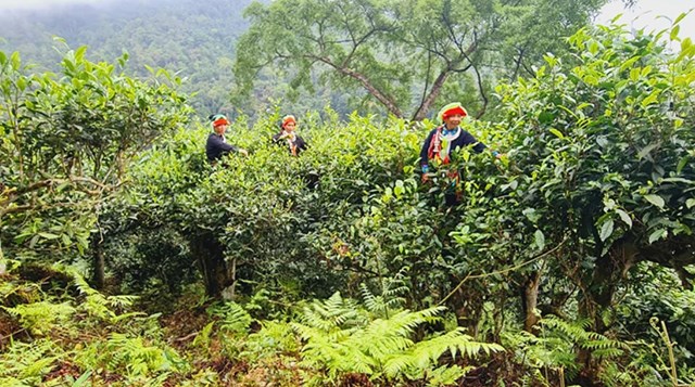 Ðồng bào dân tộc Dao áo chàm thu hoạch chè cổ thụ. Ðồng bào dân tộc Dao áo chàm thu hoạch chè cổ thụ.