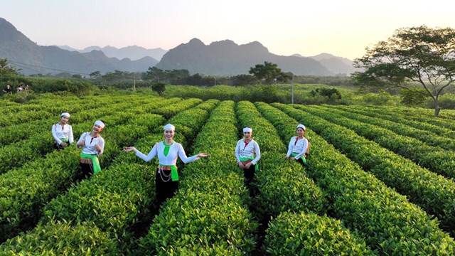 H&#242;a B&#236;nh: N&#226;ng tầm c&#226;y ch&#232; bằng c&#244;ng nghệ v&#224; truy xuất nguồn gốc - Ảnh 1