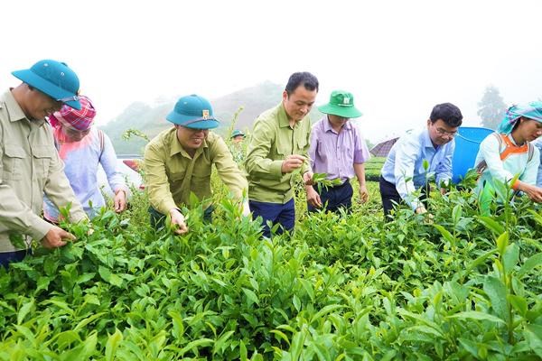 Chè là cây chủ lực trong phát triển kinh tế - xã hội, giúp người dân vươn lên làm giàu.