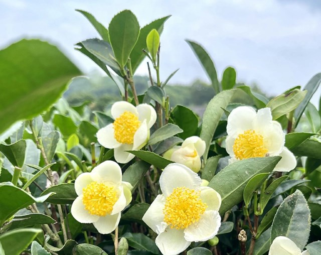 Những b&ocirc;ng hoa ch&egrave; xanh đang thời kỳ nở rộ.