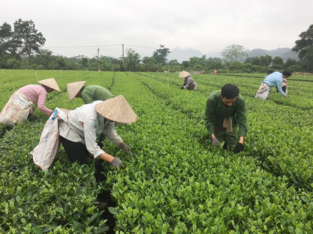 Những c&aacute;nh đồng ch&egrave; ở x&atilde; P&agrave; C&ograve;, huyện Mai Ch&acirc;u nổi bật với vẻ đẹp xanh bạt ng&agrave;n, l&agrave; minh chứng r&otilde; n&eacute;t cho sức sống m&atilde;nh liệt của c&acirc;y ch&egrave; nơi đ&acirc;y.