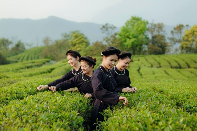 Những nhân công đang hái trà.