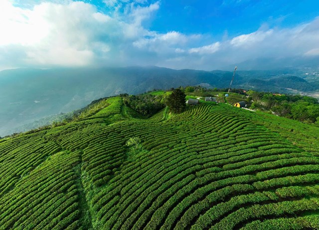 Đồn điền chè Kolia là trái tim của vùng đất này, thuộc Công viên địa chất toàn cầu UNESCO Non nước Cao Bằng.