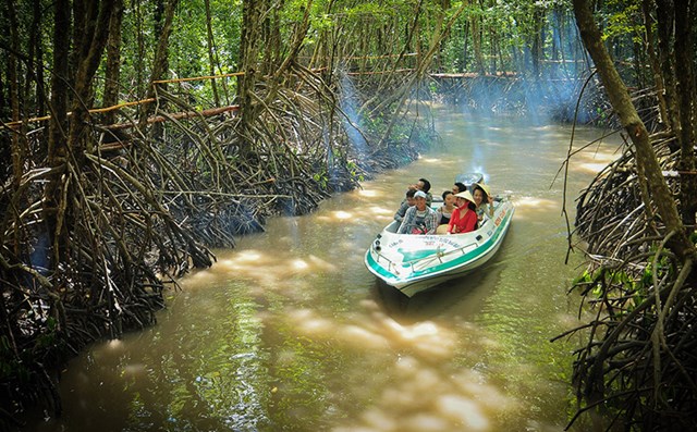 Tour du lịch kh&aacute;m ph&aacute; xuy&ecirc;n rừng ngập mặn C&agrave; Mau