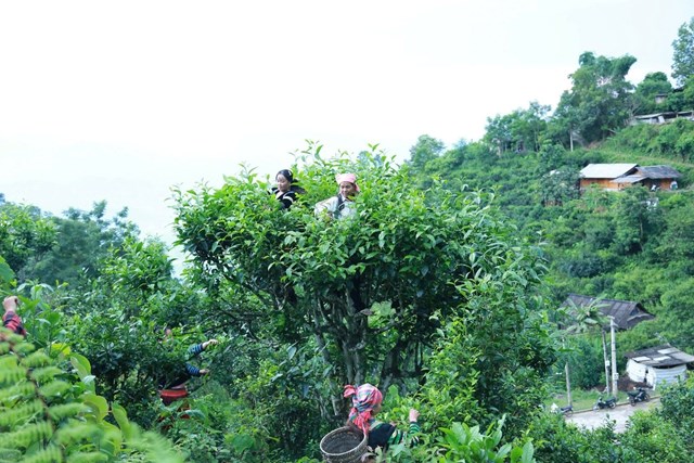 Xã Phình Hồ hiện có 322 ha chè Shan Tuyết.