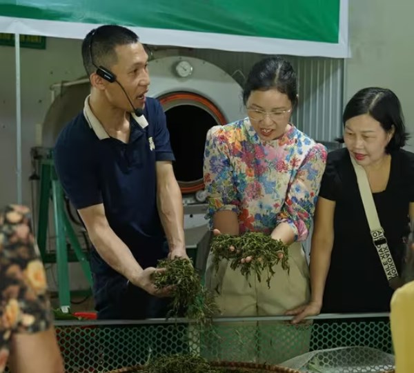 Du khách tham qua, trải nghiệm quy trình sản xuất và các sản phẩm của HTX Tâm Trà Việt.