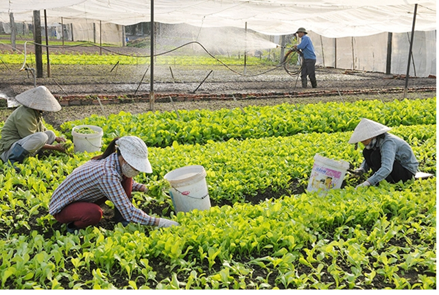  N&#244;ng nghiệp H&#224; Nội vươn tầm cao mới - Ảnh 2