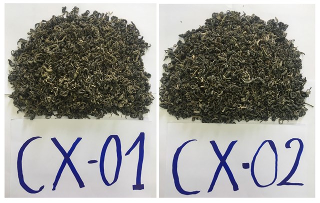 Hình 02. Mẫu chè xanh Shan tuyết Tủa Chùa.