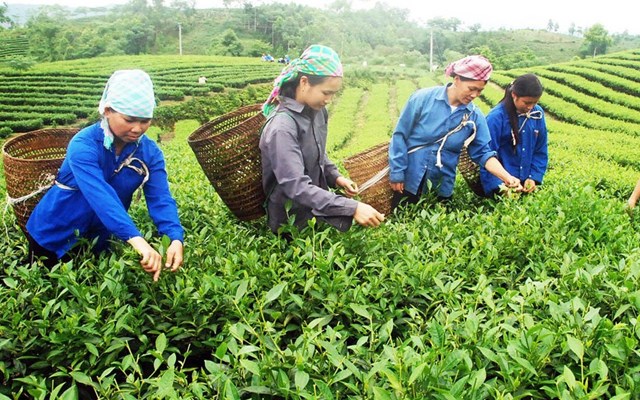 Cây chè đã trở thành cây trồng chủ lực góp phần phát triển kinh tế xây dựng nông thôn mới ở xã Tằng Loỏng, tỉnh Lào Cai.