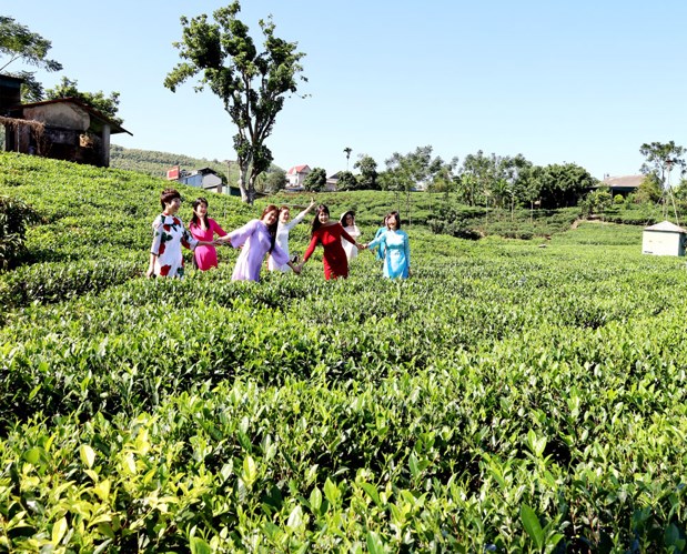 Các HTX chè ở Tân Cương không chỉ phát triển vùng nguyên liệu an toàn mà còn đầu tư vào chế biến sâu và gắn sản xuất với du lịch cộng đồng.