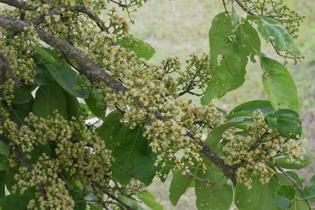 C&acirc;y vối trổ hoa, b&aacute;o hiệu m&ugrave;a tr&agrave; mới. Những ch&ugrave;m hoa trắng nhỏ l&agrave; dấu hiệu của m&ugrave;a xu&acirc;n - khi những chiếc l&aacute; vối trở th&agrave;nh nguy&ecirc;n liệu cho những ấm tr&agrave; d&acirc;n d&atilde;