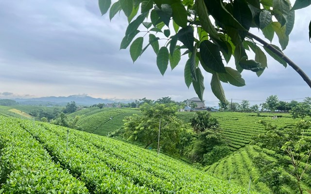 Những đồi chè khiến làng quê ở Thái Nguyên trở nên xanh mướt.