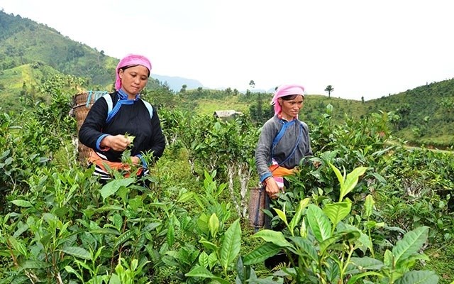 B&#224;i to&#225;n tăng gi&#225; trị v&#224; x&#226;y dựng thương hiệu ch&#232; Việt - Ảnh 1