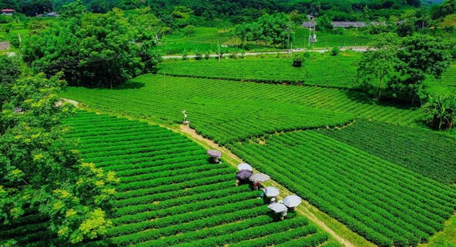 H&#224;nh tr&#236;nh kh&#225;m ph&#225; “Tứ đại danh tr&#224;” Th&#225;i Nguy&#234;n - Nơi tinh hoa hội tụ - Ảnh 3