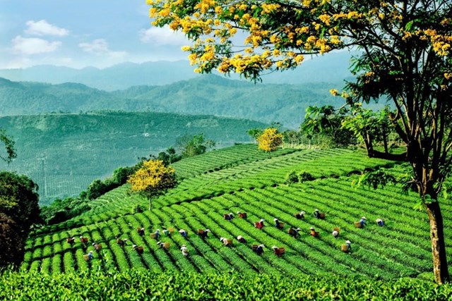 Đức không chỉ là thị trường tiềm năng mà còn là điểm tựa chiến lược để trà Việt tiến sâu vào EU. Ảnh minh họa