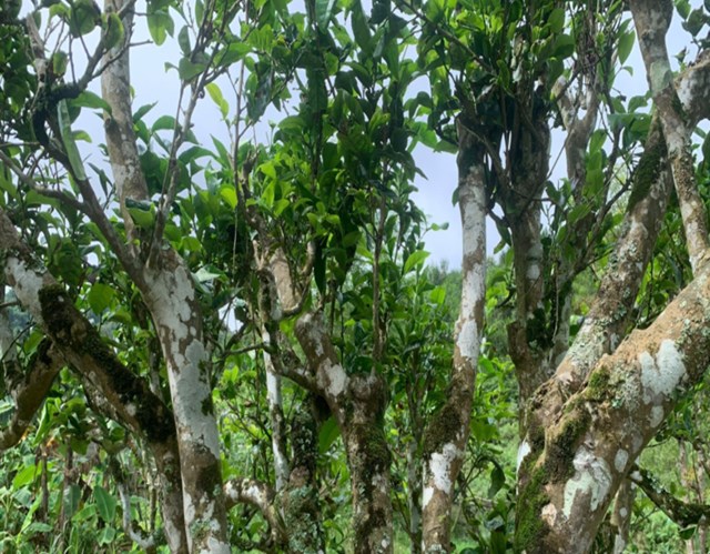 Hương vị của độ cao, đó chính là lý do khiến Shan Tuyết Phình Hồ chinh phục người yêu trà.