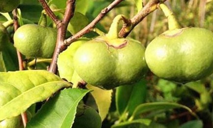 Quả chè và hạt chè không chỉ là phần phụ của cây chè, mà còn chứa đựng giá trị dinh dưỡng, làm đẹp và bảo vệ sức khỏe.