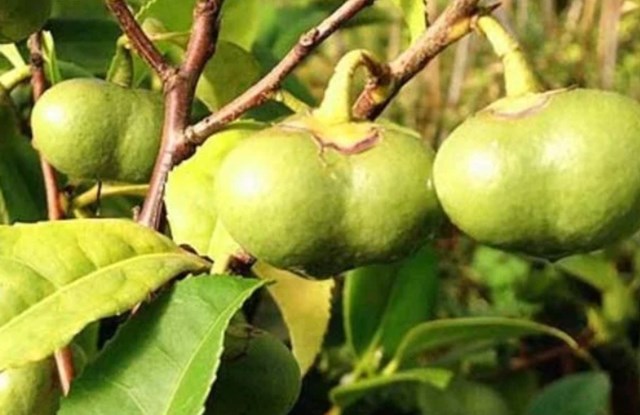 Quả chè có dạng nang, bên trong chứa từ 1 đến 3 hạt.