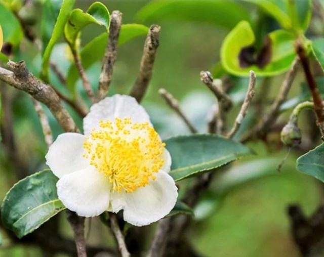 Hoa chè có màu trắng tinh khôi và hương thơm dịu nhẹ.