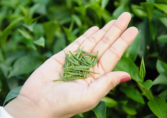 Tr&#224; Th&#225;i Nguy&#234;n: Sự kh&#225;c biệt hương vị đến từ c&#225;ch chọn b&#250;p v&#224; l&#225; - Ảnh 1