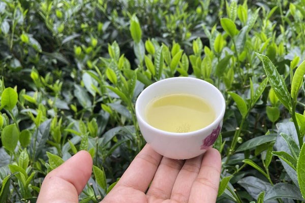 Tr&#224; Th&#225;i Nguy&#234;n: Sự kh&#225;c biệt hương vị đến từ c&#225;ch chọn b&#250;p v&#224; l&#225; - Ảnh 4