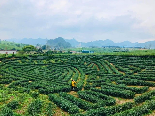 Đồi ch&egrave; tr&aacute;i tim tại N&ocirc;ng trường Mộc Ch&acirc;u l&agrave; một trong những điểm đến thu h&uacute;t đ&ocirc;ng đảo du kh&aacute;ch khi đến với Mộc Ch&acirc;u.