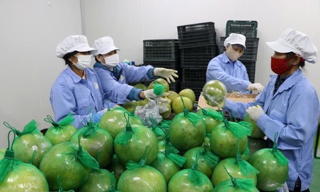 Bưởi H&#242;a B&#236;nh vươn tầm quốc tế: Bước tiến ngoạn mục trong năm 2024 - Ảnh 2