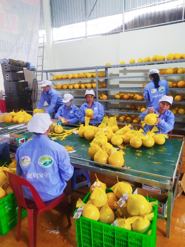 Bưởi H&#242;a B&#236;nh vươn tầm quốc tế: Bước tiến ngoạn mục trong năm 2024 - Ảnh 1