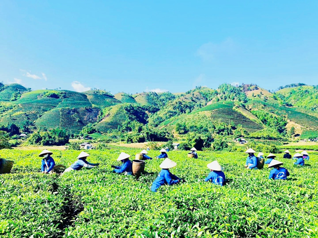 Đồi ch&#232; T&#226;n Uy&#234;n - Bản t&#236;nh ca xanh giữa đại ng&#224;n T&#226;y Bắc - Ảnh 2