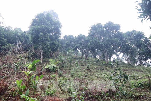 12 c&#226;y Shan tuyết Bằng Ph&#250;c được ghi danh Di sản Việt Nam - Ảnh 2