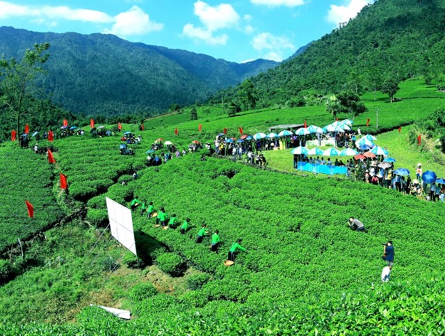 Theo thời gian, cây chè hòa vào sinh hoạt và đời sống tinh thần người Thái Nguyên.