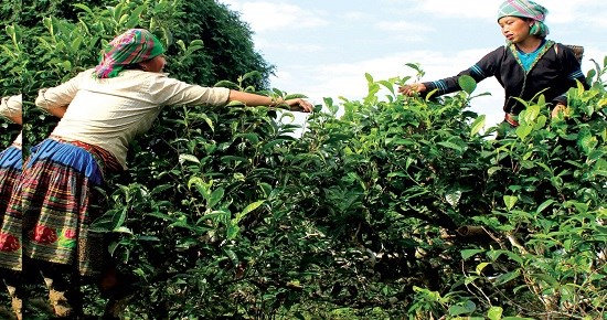 V&ugrave;ng ch&egrave; nổi tiếng như Th&aacute;i Nguy&ecirc;n, Sơn La, L&acirc;m Đồng v&agrave; c&aacute;c v&ugrave;ng ch&egrave; shan tuyết cổ thụ như Suối Gi&agrave;ng (Y&ecirc;n B&aacute;i), T&agrave; X&ugrave;a (Sơn La) v&agrave; H&agrave; Giang đ&atilde; khẳng định chất lượng kh&ocirc;ng chỉ ở thị trường Việt Nam m&agrave; c&ograve;n tr&ecirc;n to&agrave;n thế giới&nbsp;&nbsp; &nbsp;