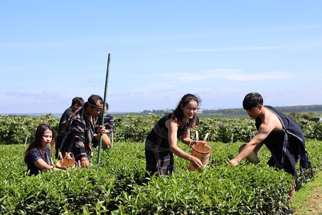 Đồi ch&egrave; được quy hoạch gắn với du lịch trải nghiệm, g&oacute;p phần đa dạng h&oacute;a sinh kế v&agrave; n&acirc;ng cao thu nhập cho người d&acirc;n n&ocirc;ng th&ocirc;n.