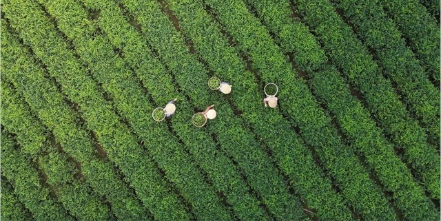 To&agrave;n cảnh v&ugrave;ng ch&egrave; L&acirc;m Đồng xanh bạt ng&agrave;n, tạo n&ecirc;n kh&ocirc;ng gian sinh th&aacute;i đặc trưng ở c&aacute;c x&atilde; n&ocirc;ng th&ocirc;n mới.