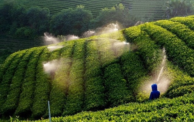 C&ocirc;ng nghệ được đầu tư trong sản xuất ch&egrave; ở V&ocirc; Tranh.