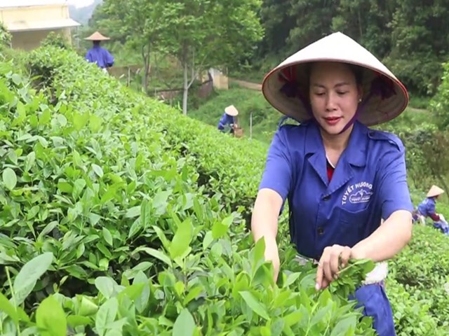 Kh&ocirc;ng chỉ ở T&acirc;n Cương, nhiều địa phương kh&aacute;c trong tỉnh cũng chủ động ph&aacute;t huy lợi thế v&ugrave;ng ch&egrave;.