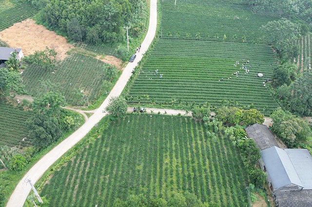 Hiện nay, to&agrave;n x&atilde; V&ocirc; Tranh c&oacute; hơn 819 ha ch&egrave; đạt ti&ecirc;u chuẩn VietGAP v&agrave; hữu cơ, chiếm tr&ecirc;n 31% tổng diện t&iacute;ch ch&egrave;.