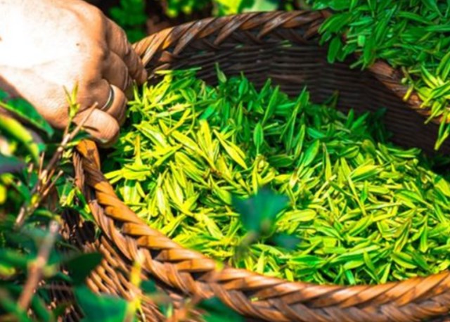 Chè Cánh Hạc Tân Cương và danh xưng đệ nhất danh trà - Ảnh 1