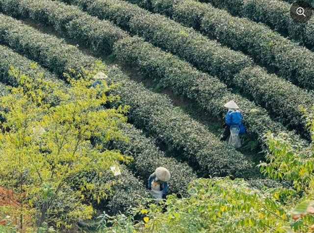 C&acirc;y ch&egrave; hiện giữ vai tr&ograve; l&agrave; c&acirc;y trồng mũi nhọn của x&atilde; Đường Hoa đ&oacute;ng g&oacute;p nguồn thu ổn định v&agrave; gi&aacute; trị kinh tế bền vững cho địa phương.