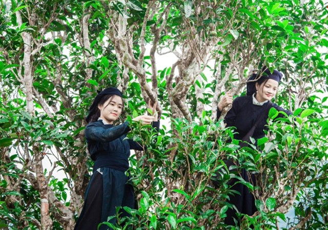 Đổi mới công nghệ: Chìa khóa nâng giá trị chè Shan Tuyết  - Ảnh 1