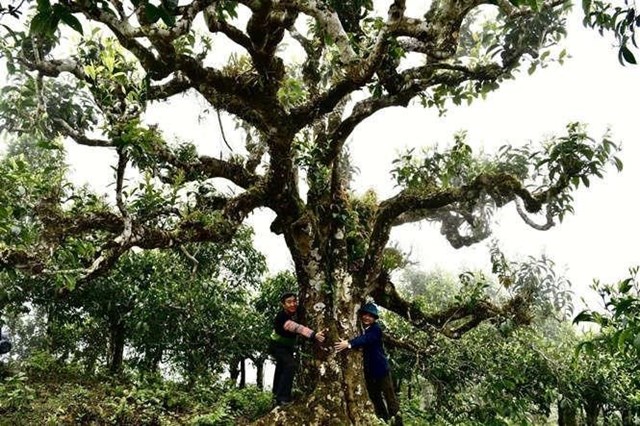 Cây trà, biểu tượng văn hóa đặc sắc, đã hiện diện trong cuộc sống người Việt từ hàng ngàn năm trước. Ảnh minh họa