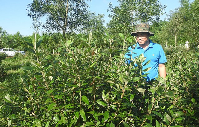 Bảo tồn tr&#224; M&#227; Dọ: C&#226;u chuyện từ ph&#242;ng th&#237; nghiệm đến vườn ươm - Ảnh 1