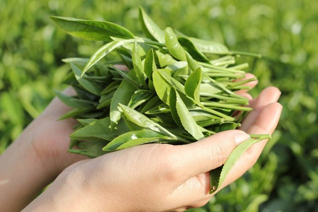 Tắm nước ch&#232; xanh: B&#237; quyết cho l&#224;n da khỏe đẹp v&#224; tinh thần thư th&#225;i  - Ảnh 2