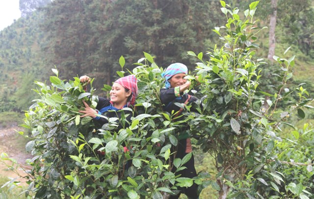 Năm 2025 đ&aacute;nh dấu một cột mốc quan trọng của ng&agrave;nh ch&egrave; L&agrave;o Cai khi gi&aacute; trị sản xuất từ ch&egrave; b&uacute;p tươi ước đạt tr&ecirc;n 960 tỷ đồng.