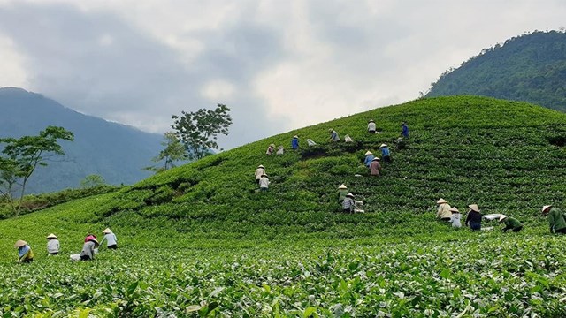 Ng&#224;nh ch&#232; th&#250;c đẩy ph&#225;t triển bền vững, giữ vững thị trường nội địa  - Ảnh 2