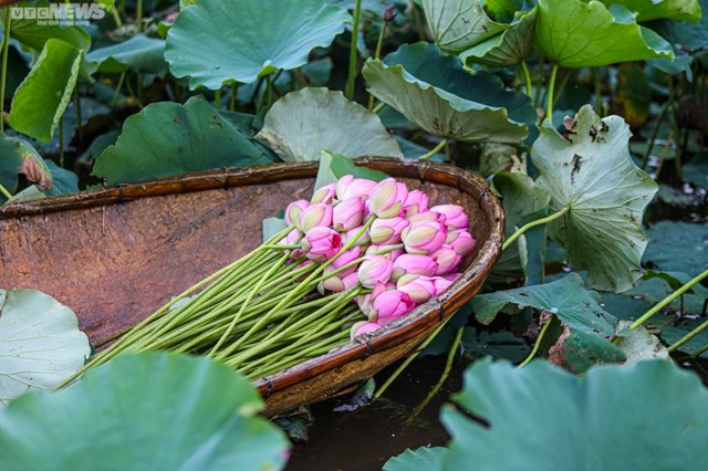 Sau bao nỗ lực v&agrave; cố gắng, chị H&agrave; c&ugrave;ng đội ngũ, đ&atilde; nh&acirc;n giống th&agrave;nh c&ocirc;ng sen B&aacute;ch Diệp thuần chủng về tới v&ugrave;ng qu&ecirc; S&oacute;c Sơn &nbsp;