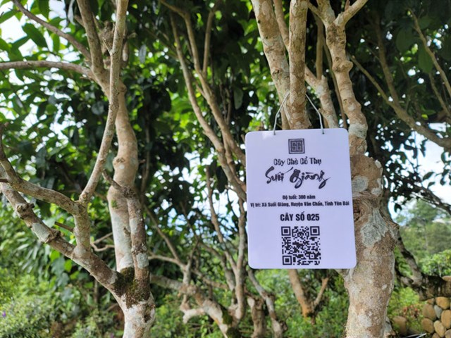 Ch&#232; Shan Tuyết Suối Gi&#224;ng: N&#226;ng cao gi&#225; trị thương hiệu bằng m&#227; QR code - Ảnh 1