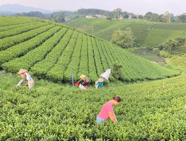 Bộ C&ocirc;ng thương đ&atilde; chủ động triển khai đồng bộ nhiều biện ph&aacute;p để th&aacute;o gỡ kh&oacute; khăn cho hoạt động xuất khẩu ch&egrave; của Việt Nam.