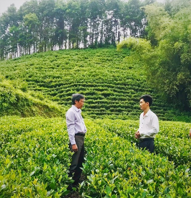 TS. Đinh Văn Thành, một trong những chuyên gia trồng trọt đã trực tiếp tư vấn, hướng dẫn anh Hoàng Văn Tuấn canh tác nương chè hữu cơ từ năm 2021.