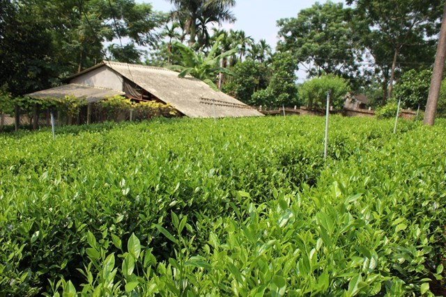 H&#224; Nội: V&#249;ng ch&#232; Ba V&#236; kết nối nghề truyền thống đổi mới để ph&#225;t triển bền vững - Ảnh 2